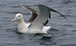 Albatrosz